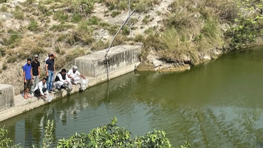 Reviving Rural Livelihoods: Himachal Releases 70,000 Fish Seeds to Boost Local Fisheries HIMACHAL HEADLINES