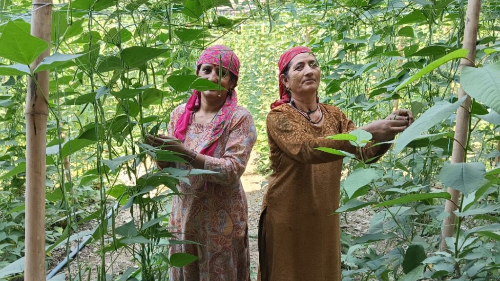 Under PM Kisan Samman Nidhi, 7.38 lakh farmers in Himachal got benefit of Rs 147 crore Under PM Kisan Samman Nidhi, 7.38 lakh farmers in Himachal got benefit of Rs 147 crore HIMACHAL HEADLINES