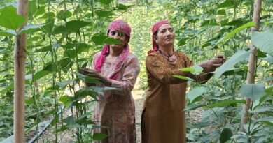 French Bean Glut Hits Farmers Hard as Prices Plunge in Himachal Markets HIMACHAL HEADLINES