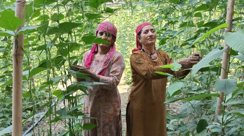 French Bean Glut Hits Farmers Hard as Prices Plunge in Himachal Markets HIMACHAL HEADLINES