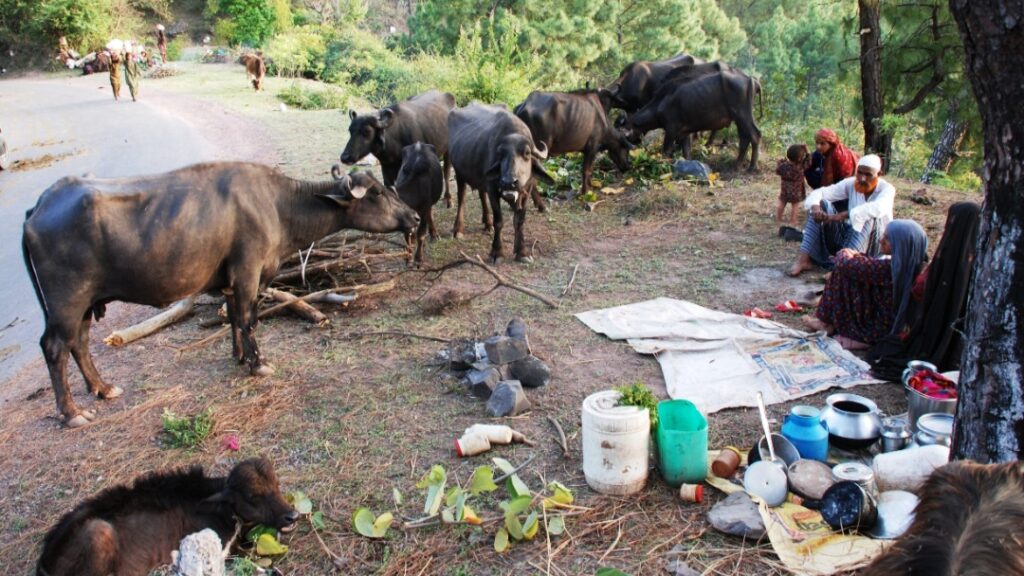 Life on the Move: The Resilient Journey of Himachal’s Nomadic Gujjars Life on the Move: The Resilient Journey of Himachal’s Nomadic Gujjars HIMACHAL HEADLINES