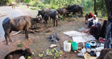 Life on the Move: The Resilient Journey of Himachal’s Nomadic Gujjars Life on the Move: The Resilient Journey of Himachal’s Nomadic Gujjars HIMACHAL HEADLINES