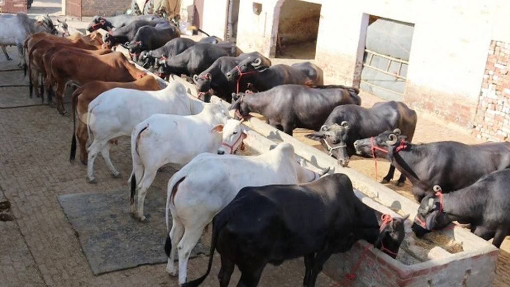 Nurturing Livelihoods: How Himachal’s Love for Livestock is Powering Rural Progress Nurturing Livelihoods: How Himachal’s Love for Livestock is Powering Rural Progress HIMACHAL HEADLINES