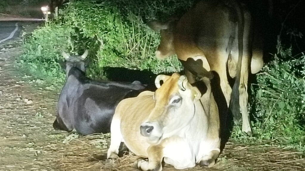 Stray Cattle and Silent Suffering: A Crisis Hidden in Plain Sight Stray Cattle and Silent Suffering: A Crisis Hidden in Plain Sight HIMACHAL HEADLINES