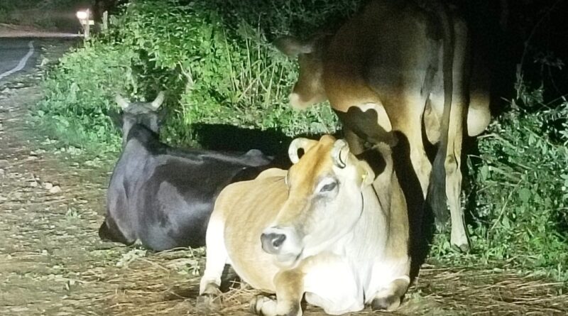 Stray Cattle and Silent Suffering: A Crisis Hidden in Plain Sight Stray Cattle and Silent Suffering: A Crisis Hidden in Plain Sight HIMACHAL HEADLINES