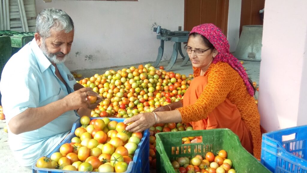 Tomato Prices Plummet, Leaving Junga Farmers in Distress Tomato Prices Plummet, Leaving Junga Farmers in Distress HIMACHAL HEADLINES