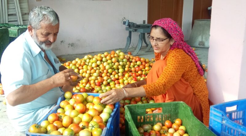 Tomato Prices Plummet, Leaving Junga Farmers in Distress Tomato Prices Plummet, Leaving Junga Farmers in Distress HIMACHAL HEADLINES