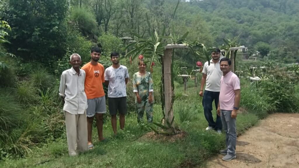 Roshan Lal Blossoms into a Pioneer: How a Himachal Farmer is Redefining Success with Dragon Fruit HIMACHAL HEADLINES