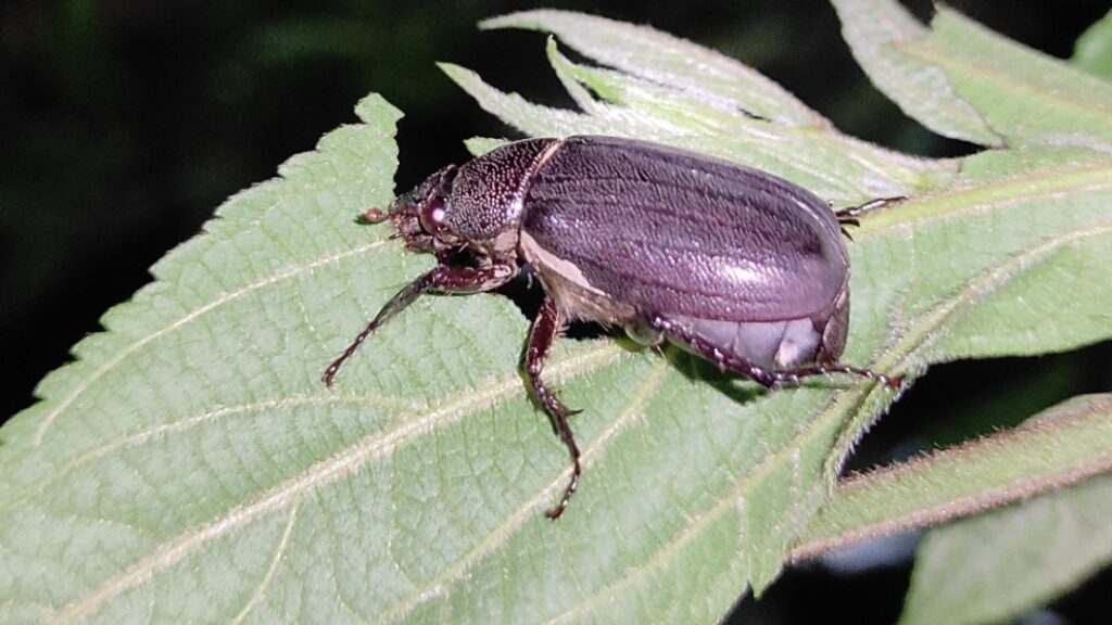 Advisory for management of Beetles in Apple and stone fruits HIMACHAL HEADLINES