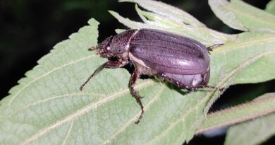 Advisory for management of Beetles in Apple and stone fruits Advisory for management of Beetles in Apple and stone fruits HIMACHAL HEADLINES