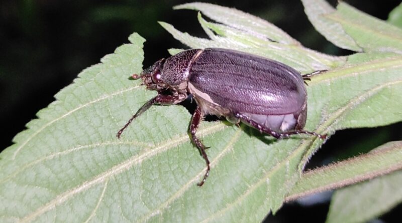 Advisory for management of Beetles in Apple and stone fruits Advisory for management of Beetles in Apple and stone fruits HIMACHAL HEADLINES