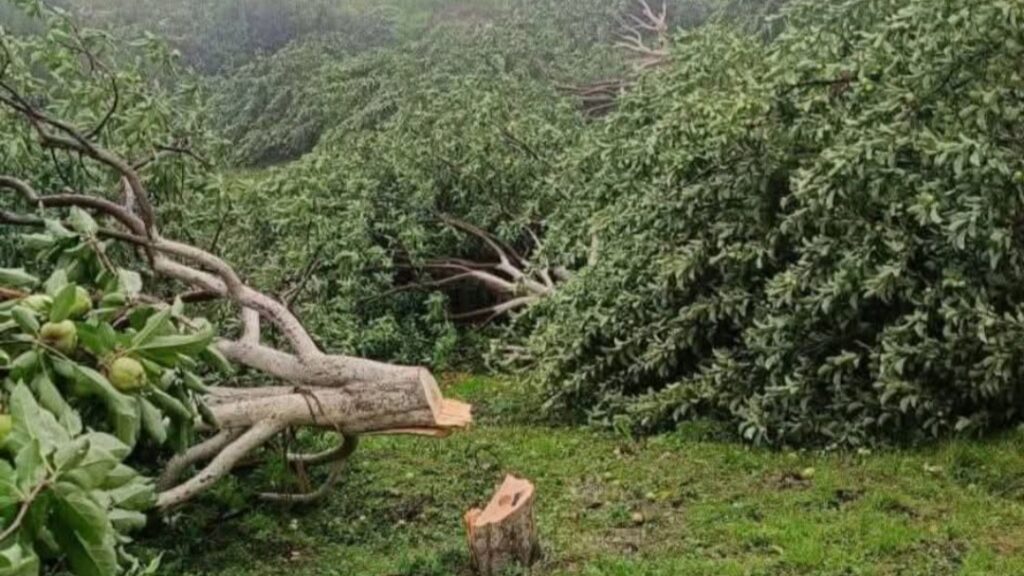 Save the Apples, Save the Hills: Himachal Moves to Supreme Court for Halting Orchard Uprooting HIMACHAL HEADLINES