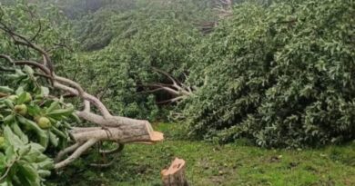 Himachal Appeals to Supreme Court Against Mass Apple Tree Cutting; Singhvi to Advocate for State Himachal Appeals to Supreme Court Against Mass Apple Tree Cutting; Singhvi to Advocate for State HIMACHAL HEADLINES