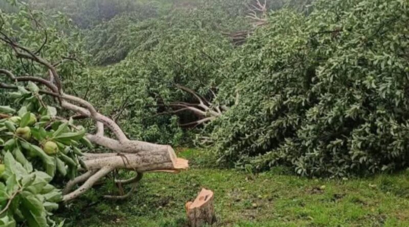 Save the Apples, Save the Hills: Himachal Moves to Supreme Court for Halting Orchard Uprooting Save the Apples, Save the Hills: Himachal Moves to Supreme Court for Halting Orchard Uprooting HIMACHAL HEADLINES