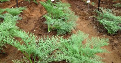 From Afghanistan to Himachal: How a Farmer is Growing India’s First Homegrown Hing HIMACHAL HEADLINES