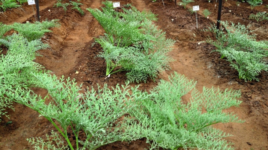 From Afghanistan to Himachal: How a Farmer is Growing India’s First Homegrown Hing From Afghanistan to Himachal: How a Farmer is Growing India’s First Homegrown Hing HIMACHAL HEADLINES