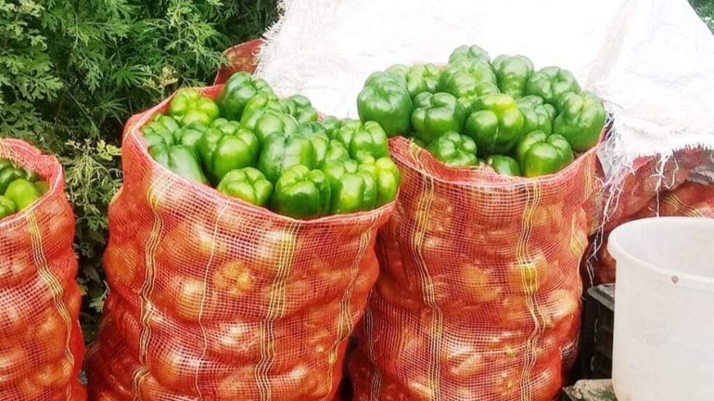Surge in Capsicum Prices Brings Cheer to Junga Farmers HIMACHAL HEADLINES