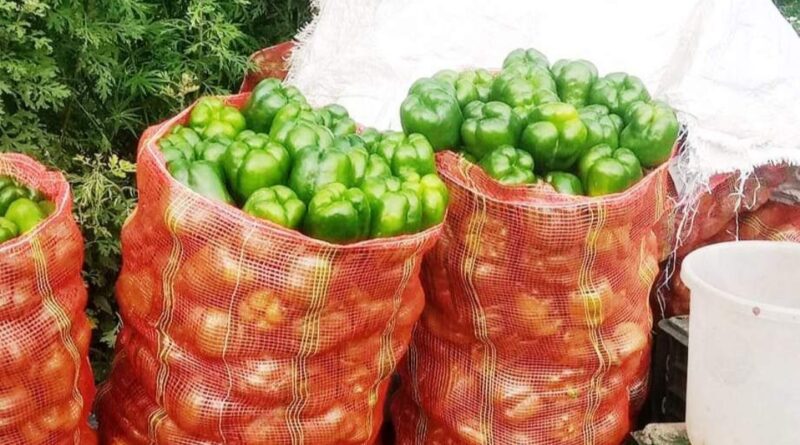 Surge in Capsicum Prices Brings Cheer to Junga Farmers HIMACHAL HEADLINES