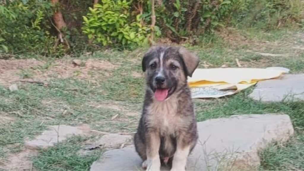 The Bark That Saved a Village: How One Dog Became a Hero on a Night of Disaster The Bark That Saved a Village: How One Dog Became a Hero on a Night of Disaster HIMACHAL HEADLINES