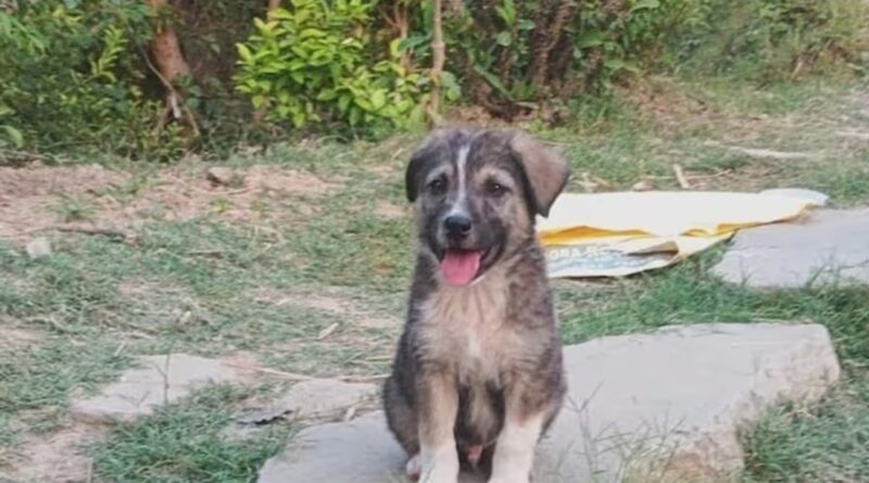 The Bark That Saved a Village: How One Dog Became a Hero on a Night of Disaster The Bark That Saved a Village: How One Dog Became a Hero on a Night of Disaster HIMACHAL HEADLINES