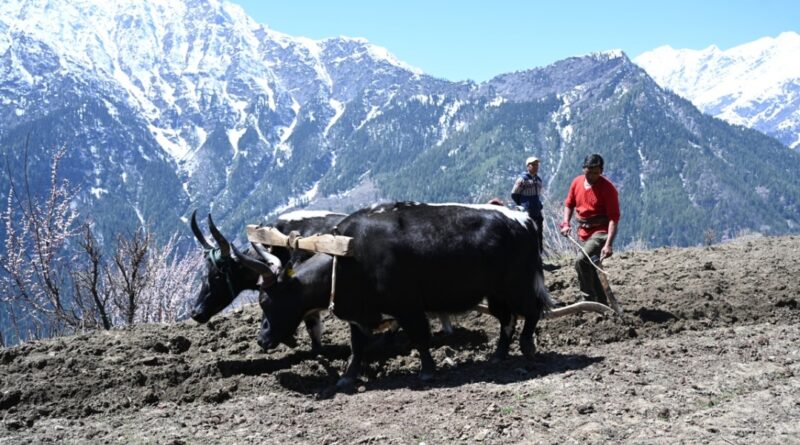 People hail Govts move to notify Pangi as Himachal’s first natural farming sub-division  HIMACHAL HEADLINES