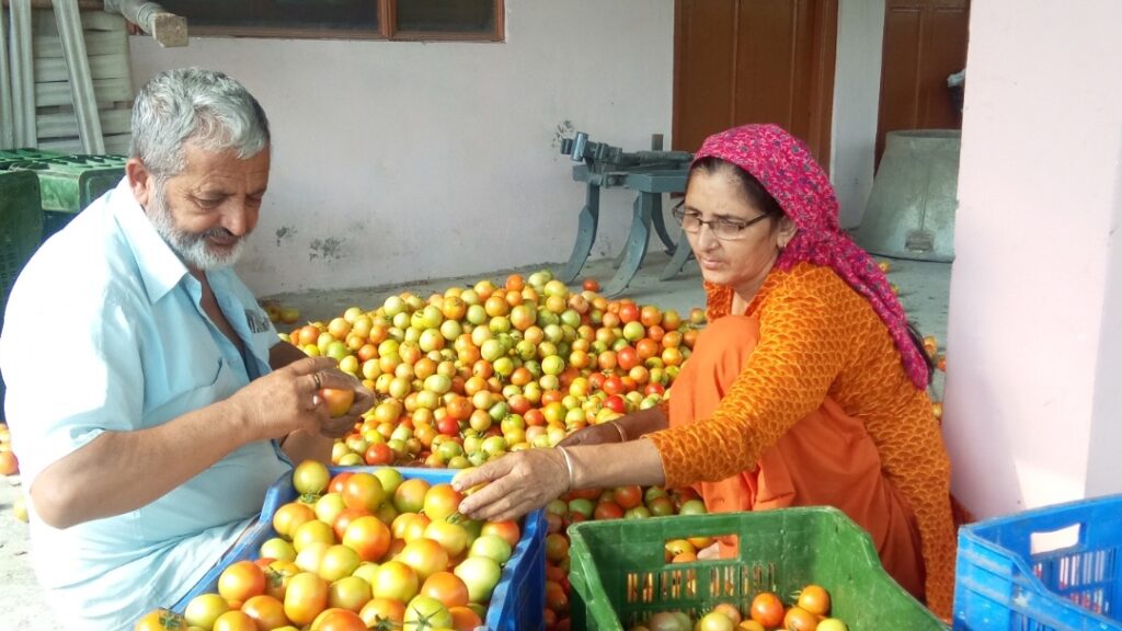 Tomato Boom: Farmers Cheer as Crate Fetches ₹1200 in Solan Market Tomato Boom: Farmers Cheer as Crate Fetches ₹1200 in Solan Market HIMACHAL HEADLINES