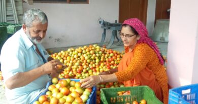 Tomato Boom: Farmers Cheer as Crate Fetches ₹1200 in Solan Market Tomato Boom: Farmers Cheer as Crate Fetches ₹1200 in Solan Market HIMACHAL HEADLINES