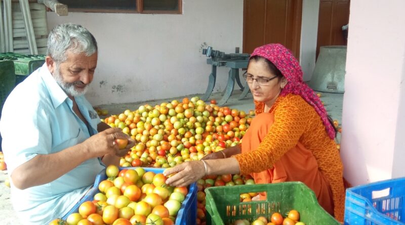 Tomato Boom: Farmers Cheer as Crate Fetches ₹1200 in Solan Market HIMACHAL HEADLINES