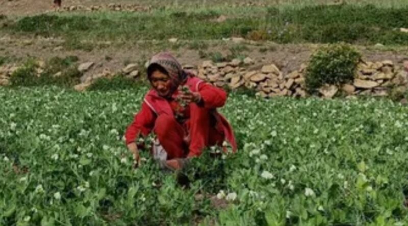 From Valleys to Virtual Markets: How Lahaul’s Farmers Are Reaping the Fruits of Change From Valleys to Virtual Markets: How Lahaul’s Farmers Are Reaping the Fruits of Change HIMACHAL HEADLINES