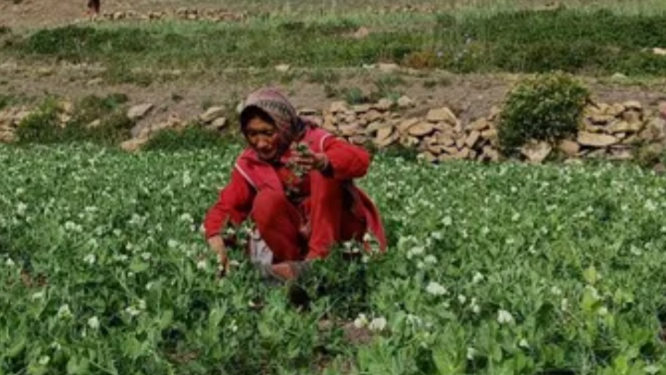 When Roads Close, Hope Takes Flight: Lahaul’s Farmers Find a Lifeline in the Skies HIMACHAL HEADLINES