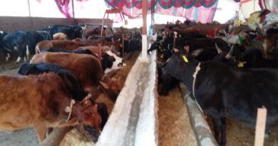 Hari Om Gaushala has set a unique example in serving the cows Hari Om Gaushala has set a unique example in serving the cows HIMACHAL HEADLINES