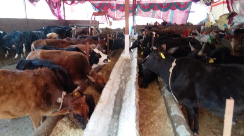 Hari Om Gaushala has set a unique example in serving the cows HIMACHAL HEADLINES