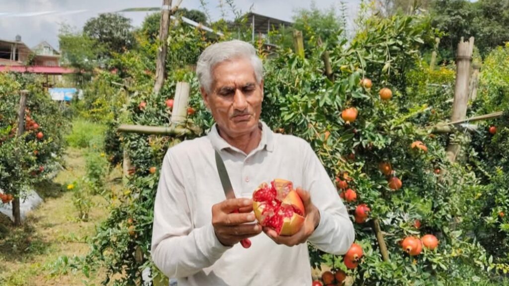 From Soil to Success: How a Pomegranate Cluster is Sweetening Lives in Himachal HIMACHAL HEADLINES