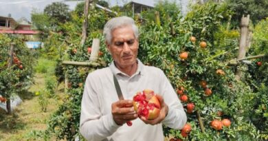 From Soil to Success: How a Pomegranate Cluster is Sweetening Lives in Himachal From Soil to Success: How a Pomegranate Cluster is Sweetening Lives in Himachal HIMACHAL HEADLINES