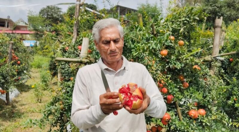 From Soil to Success: How a Pomegranate Cluster is Sweetening Lives in Himachal HIMACHAL HEADLINES