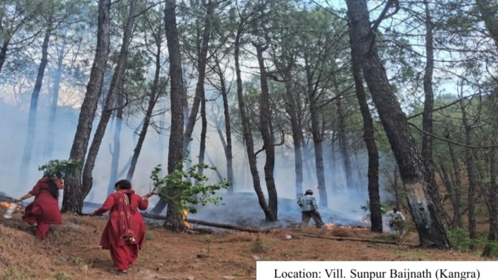 CBO's to get performance based incentives for ensuring survival of saplings CBO's to get performance based incentives for ensuring survival of saplings HIMACHAL HEADLINES