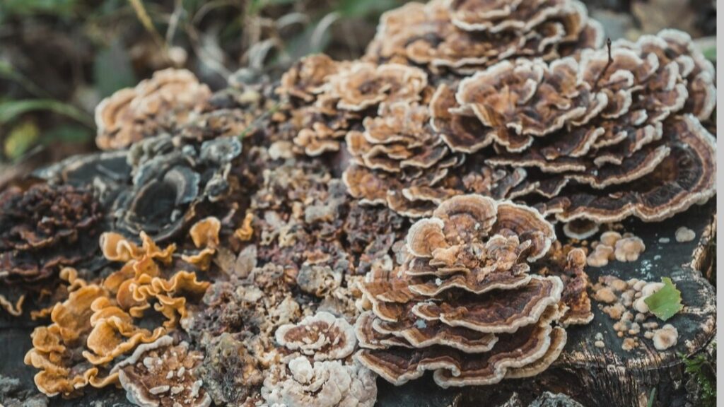 Healing from the Hills: Solan Scientists Unlock the Power of Turkey Tail Mushrooms for Farmers and Patients Alike Healing from the Hills: Solan Scientists Unlock the Power of Turkey Tail Mushrooms for Farmers and Patients Alike HIMACHAL HEADLINES