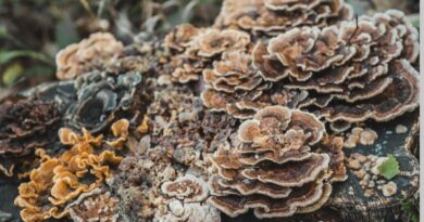 Healing from the Hills: Solan Scientists Unlock the Power of Turkey Tail Mushrooms for Farmers and Patients Alike Healing from the Hills: Solan Scientists Unlock the Power of Turkey Tail Mushrooms for Farmers and Patients Alike HIMACHAL HEADLINES