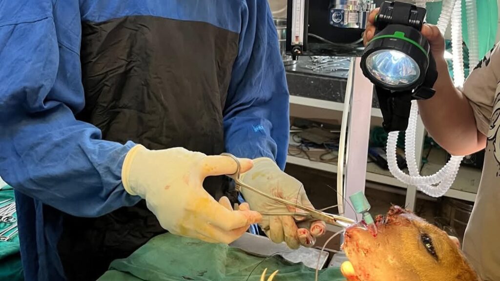 A New Leash on Life: Surgeons Perform Miracle Surgery to Save Wild Sambhar HIMACHAL HEADLINES