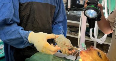 A New Leash on Life: Surgeons Perform Miracle Surgery to Save Wild Sambhar HIMACHAL HEADLINES