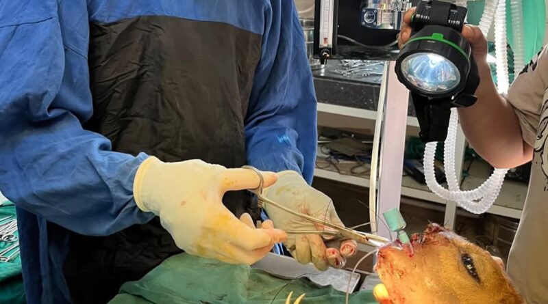 A New Leash on Life: Surgeons Perform Miracle Surgery to Save Wild Sambhar A New Leash on Life: Surgeons Perform Miracle Surgery to Save Wild Sambhar HIMACHAL HEADLINES