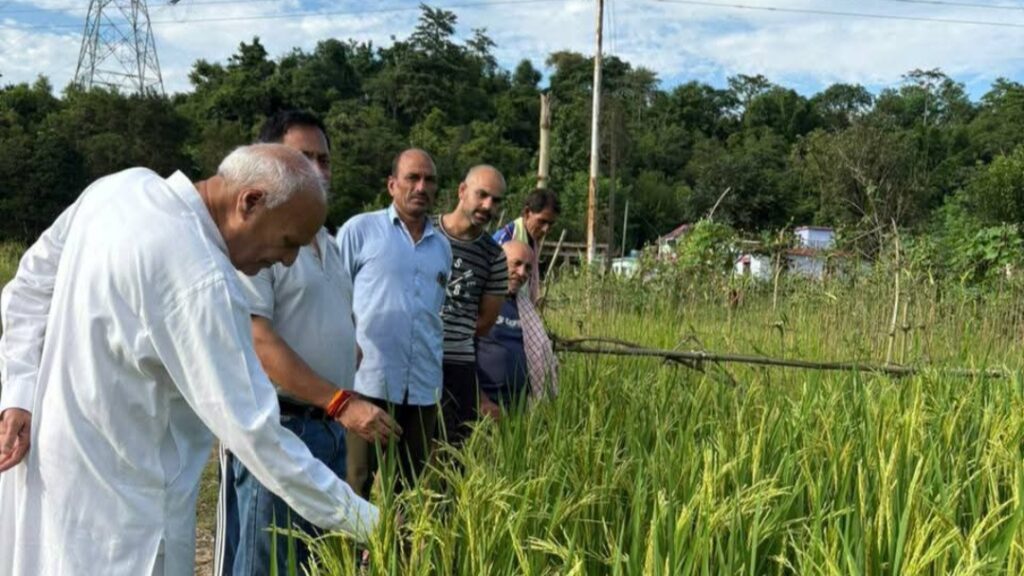 A Fragrant Revolution: Rose Paddy Blooms in Banoli Khas, Earning Minister's Praise A Fragrant Revolution: Rose Paddy Blooms in Banoli Khas, Earning Minister's Praise HIMACHAL HEADLINES
