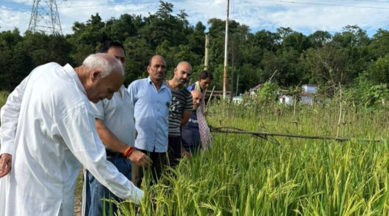 A Fragrant Revolution: Rose Paddy Blooms in Banoli Khas, Earning Minister's Praise A Fragrant Revolution: Rose Paddy Blooms in Banoli Khas, Earning Minister's Praise HIMACHAL HEADLINES
