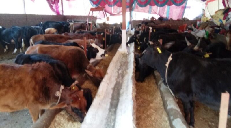 Pashu Mitra to take care of livestock at doorsteps HIMACHAL HEADLINES