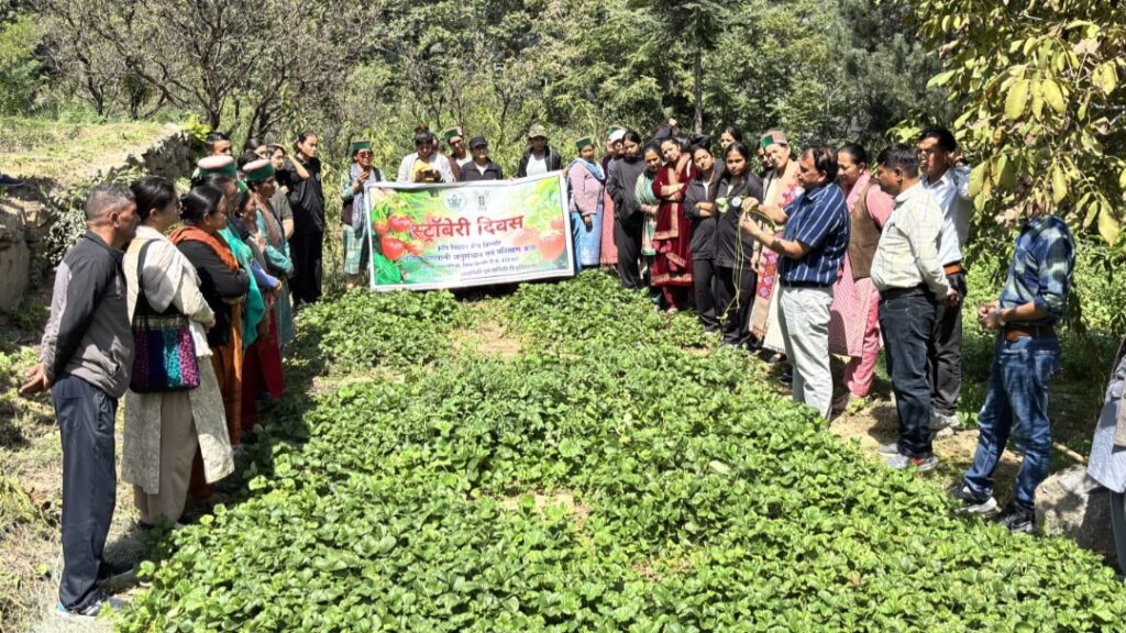 Strawberry Day Highlights Natural Farming and Diversification in Kinnaur Strawberry Day Highlights Natural Farming and Diversification in Kinnaur HIMACHAL HEADLINES