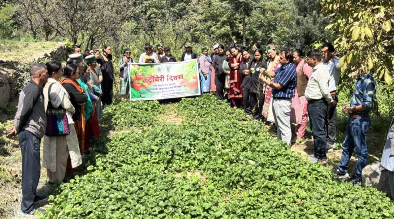 Strawberry Day Highlights Natural Farming and Diversification in Kinnaur HIMACHAL HEADLINES