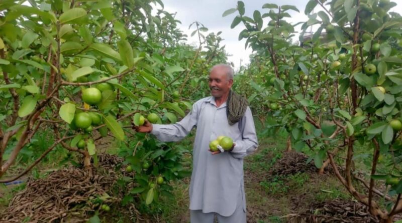 Ajmer Singh’s Guava Garden: From Barren to Thriving with HP SHIVA Project Ajmer Singh’s Guava Garden: From Barren to Thriving with HP SHIVA Project HIMACHAL HEADLINES