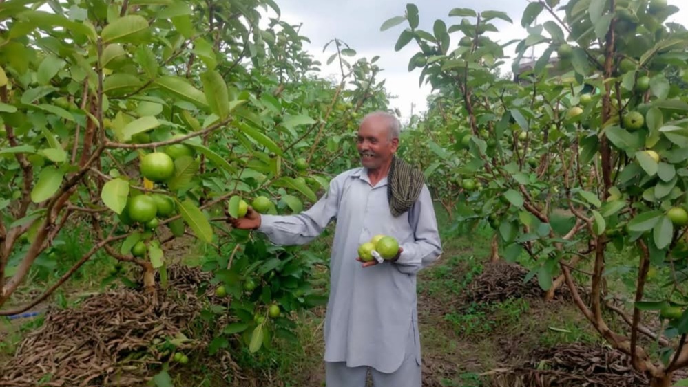 Ajmer Singh’s Guava Garden: From Barren to Thriving with HP SHIVA Project Ajmer Singh’s Guava Garden: From Barren to Thriving with HP SHIVA Project HIMACHAL HEADLINES