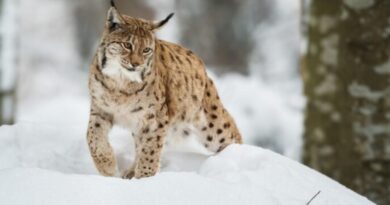 Himachal's Snow Leopard Population Rises to 83, Up from 51 in 2021 HIMACHAL HEADLINES