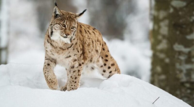 Himachal's Snow Leopard Population Rises to 83, Up from 51 in 2021 HIMACHAL HEADLINES